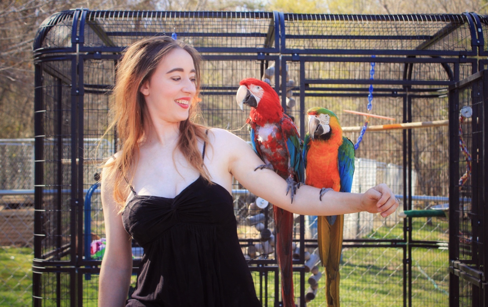 Exotic bird and wildlife behavioral conditioning in secure daylight setting