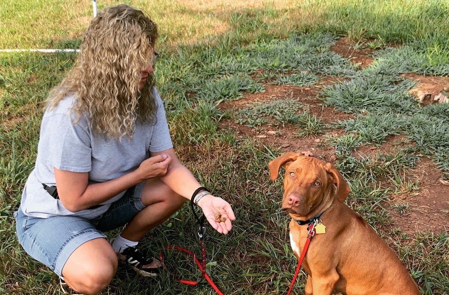 Training field and agility grounds at High Caliber K9s