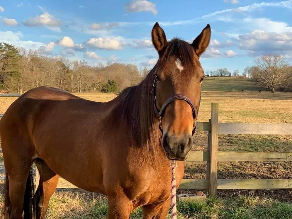 Farm animals grazing and calm handling in open East Tennessee pasture