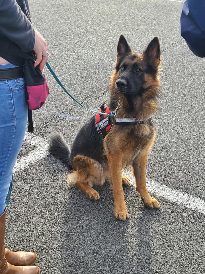 Trainer coaching a handler and German Shepherd on loose-leash walking across farm pastures.